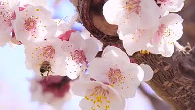 春天桃花蜜蜂春暖花开视频的预览图